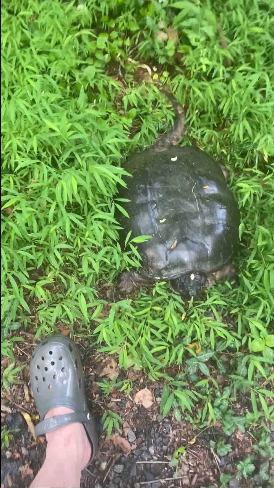 Huge Snapping Turtle in Algonkian Park, Sterling, VA